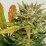 Насіння конопель Auto Mokum’s Tulip® від Dutch Passion